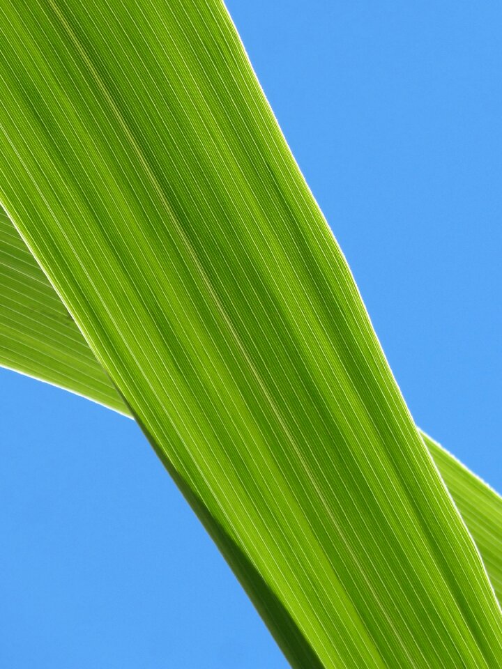 Sky lines plant geometry