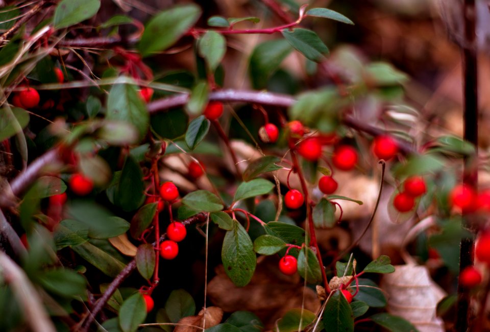 Berry, Berries, Red berries