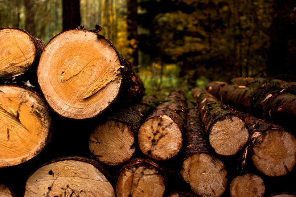Outdoor, Nature, Woodl
