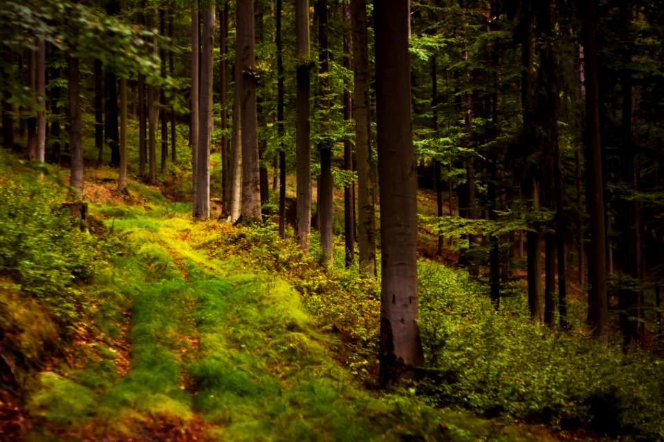 Rittersgrn, Breitenbrunnerzgebirge, Germany