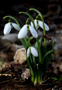Spring flower plant