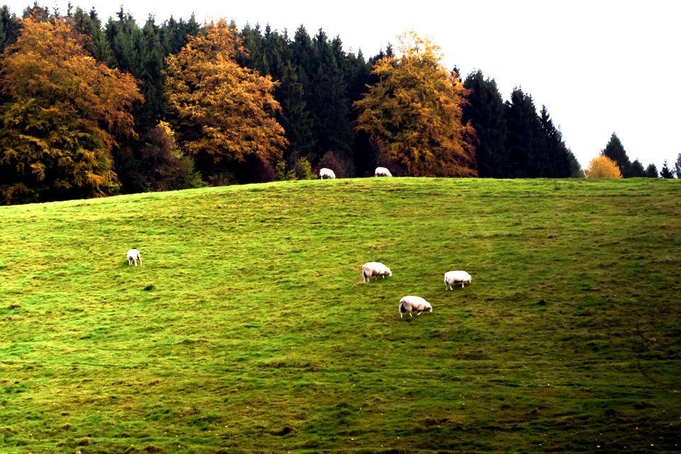 Rittersgrn, Breitenbrunnerzgebirge, Germany