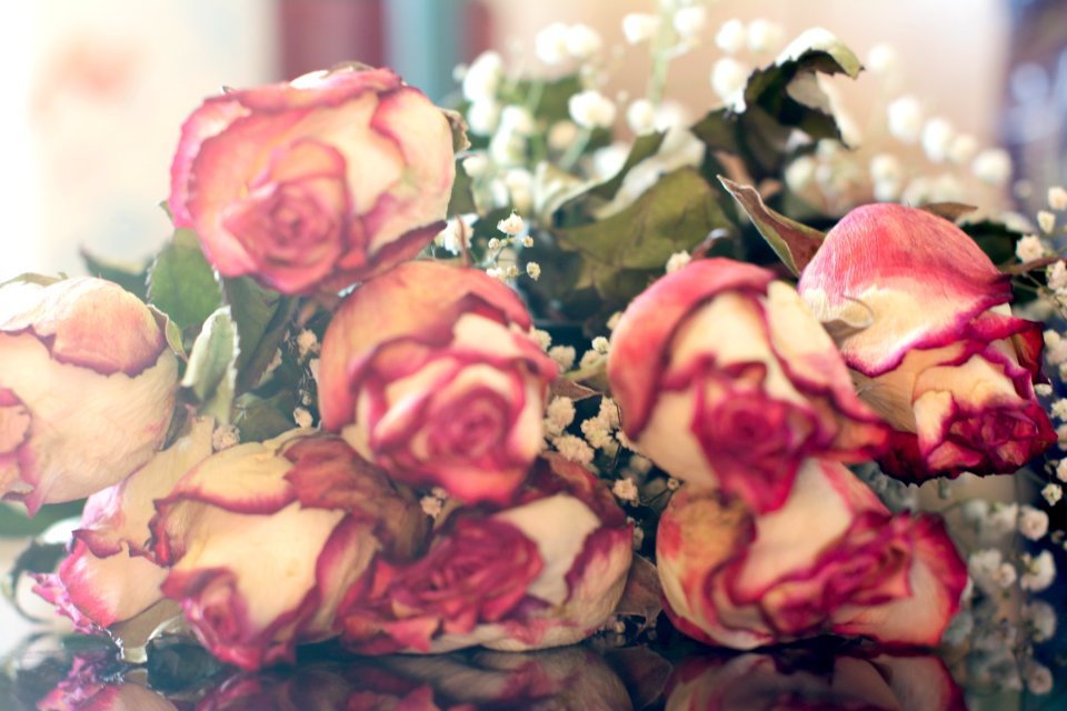 Pink roses, Bunch of flowers, White