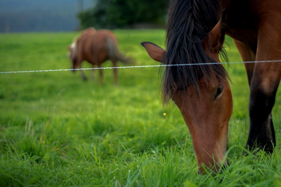 Brown horse, Pet, Brown photo