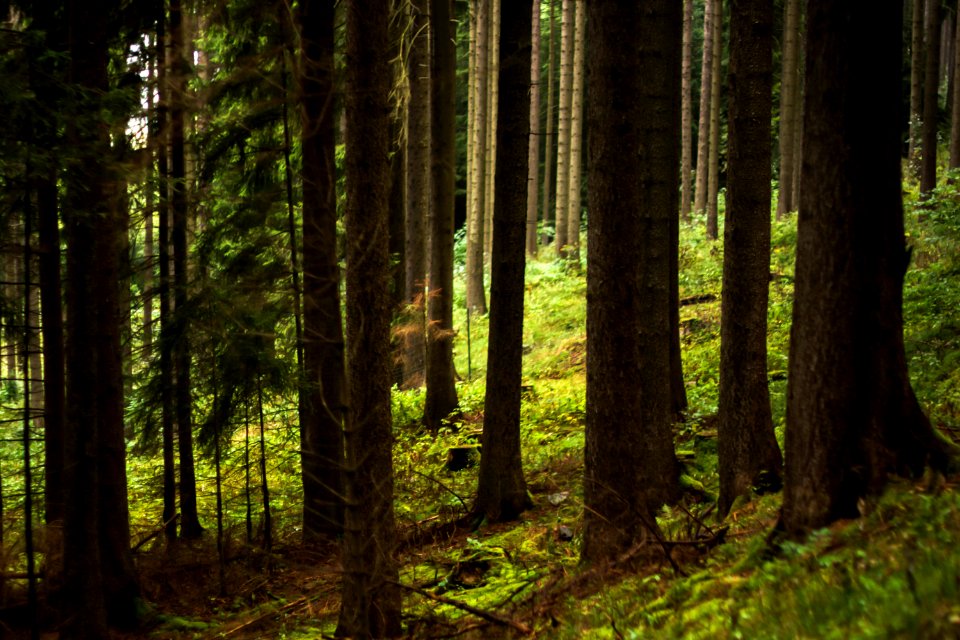 Rittersgrn, Breitenbrunnerzgebirge, Germany
