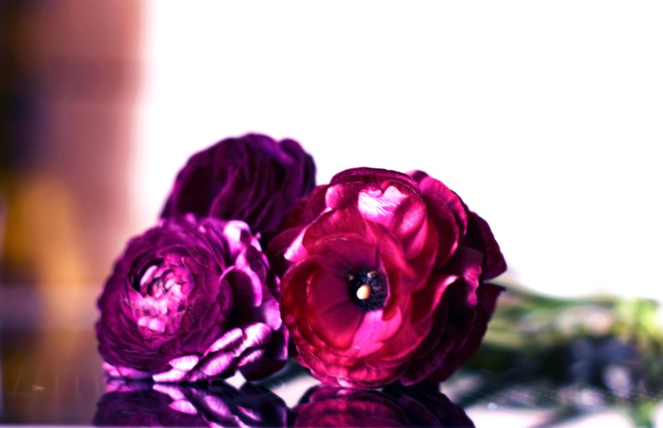 Nature, Bunch of flowers, Bloom