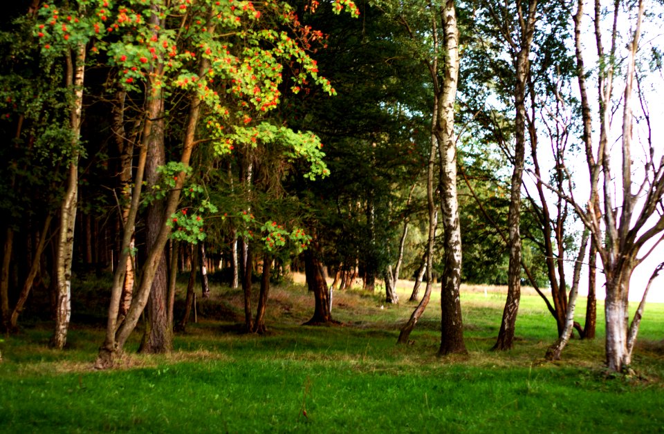 Breitenbrunn, Germany, Tree