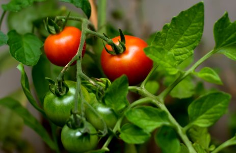 Holistic, Health, Tomatoes photo