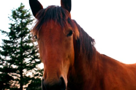 Brown, Horses, Outdoor