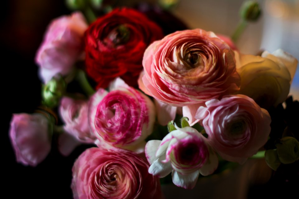 Spring flowers, Bloom, Flower