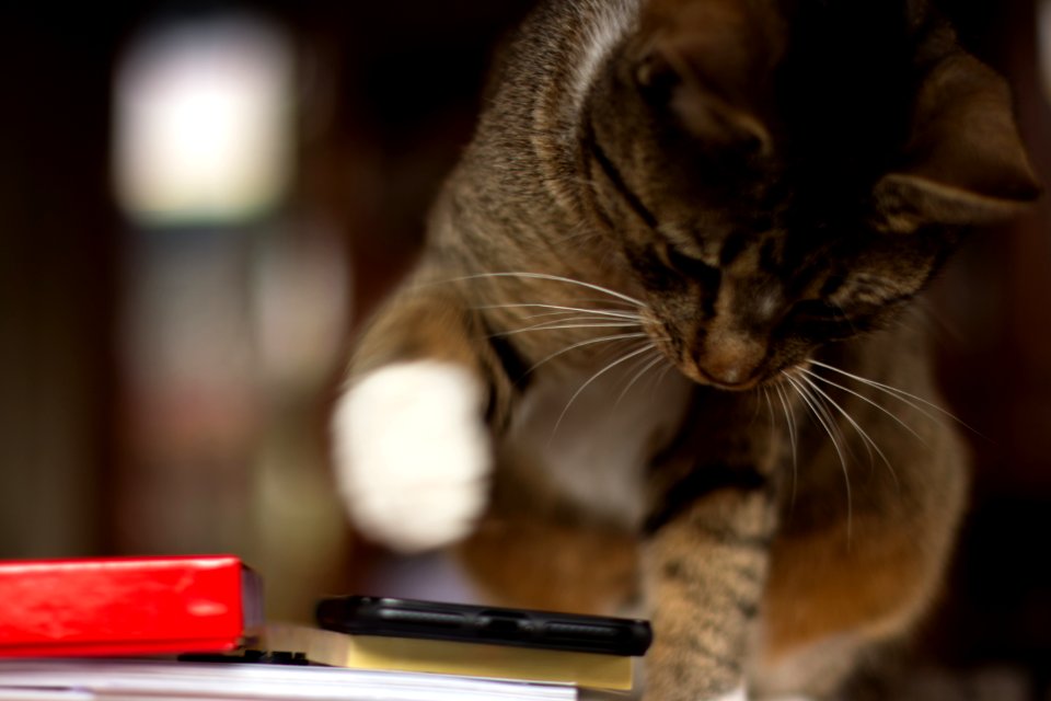 Cats, Natural light, Animals
