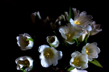 Flowers, Bunch of flowers, White photo