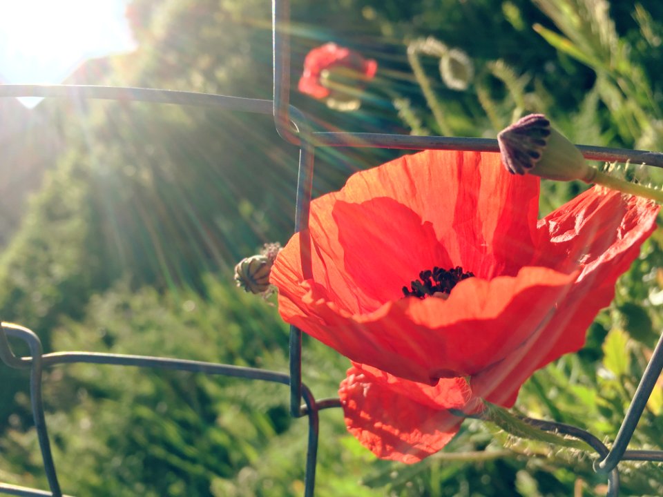 Flower, Macro, Madrid