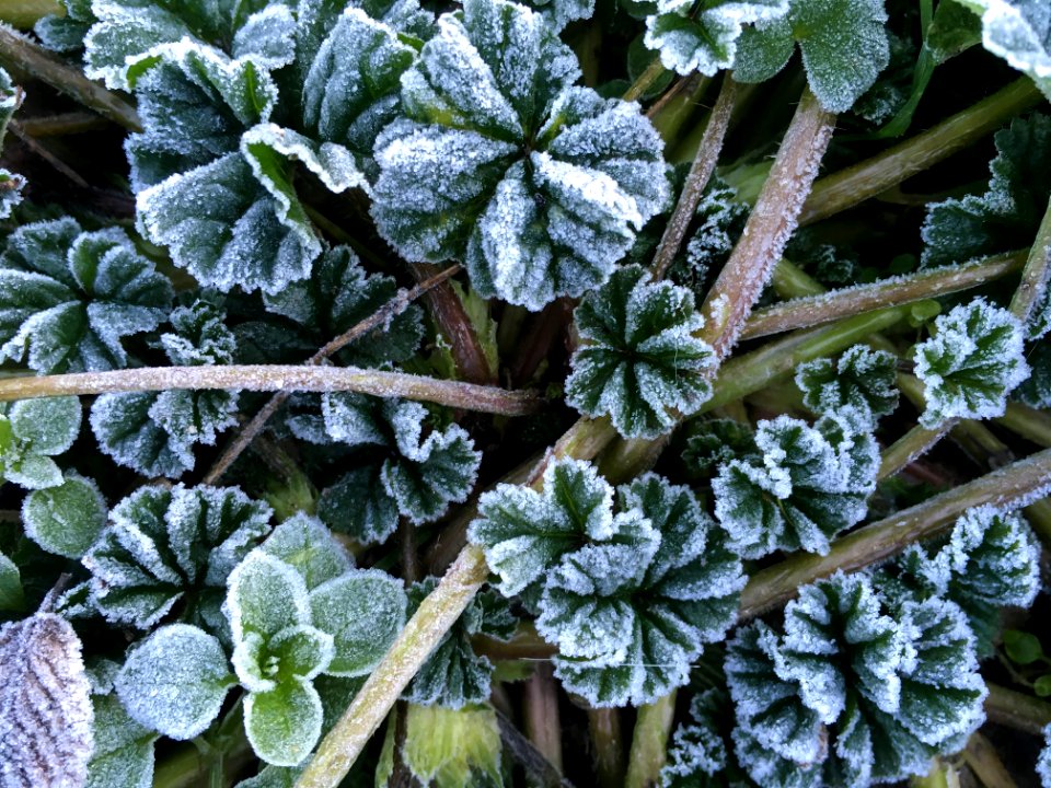 Frozen, Leafs, Madrid