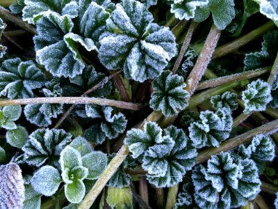 Frozen, Leafs, Madrid