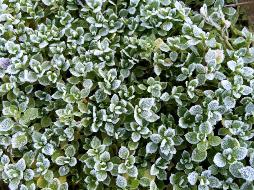 Frozen, Madrid, Comunidad de madrid