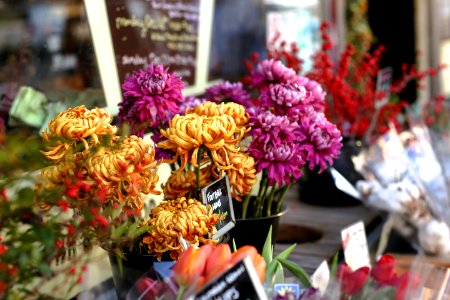 selective focus photography of yellow and purple petaled flowers on shelf