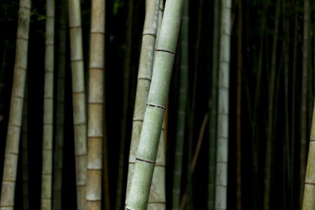 selective focus photography of bamboo trees photo
