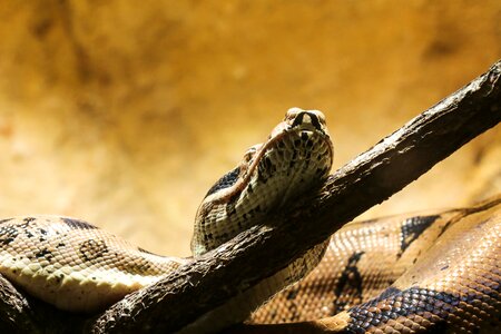 Constrictor close up terrarium