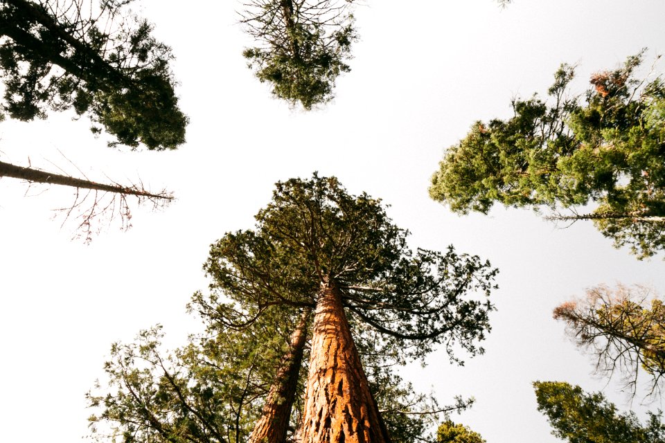 United states, Yosemite national park, Trunk