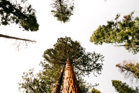 United states, Yosemite national park, Trunk