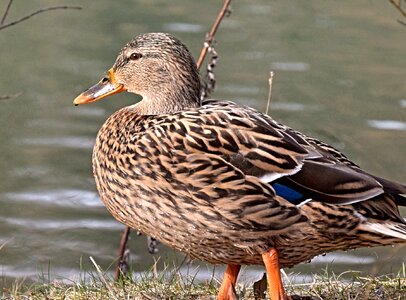 Plumage waterfowl nature