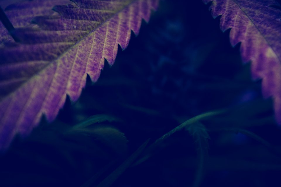 Cannabis leaf, Pot leaf, Weed leaf