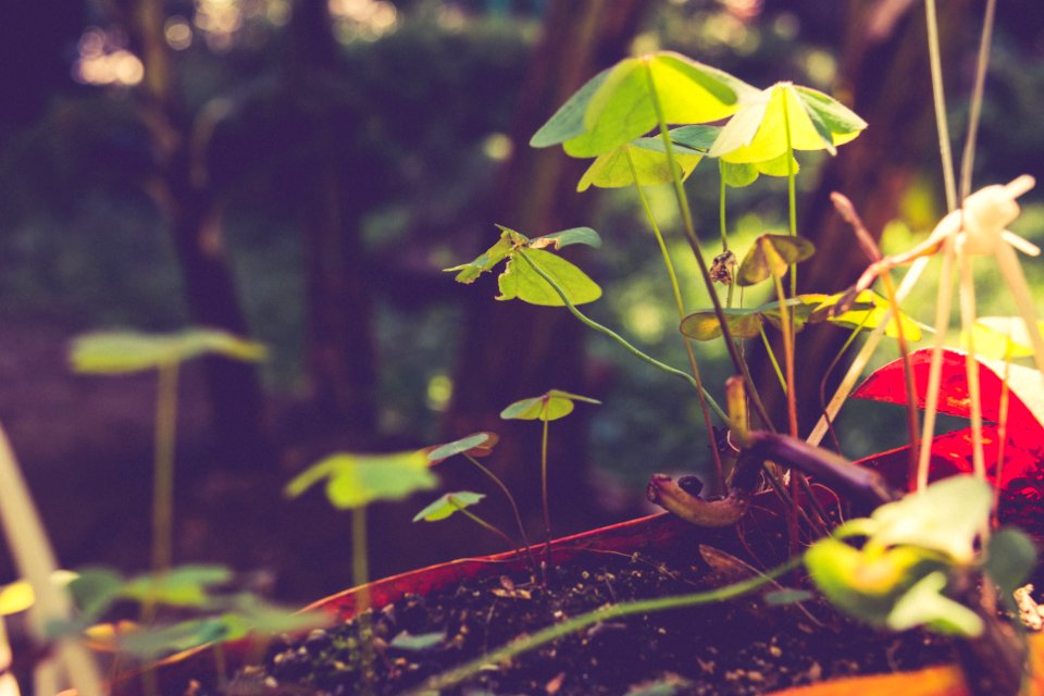 Magical, Plants, Nature