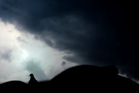Sad, Bird