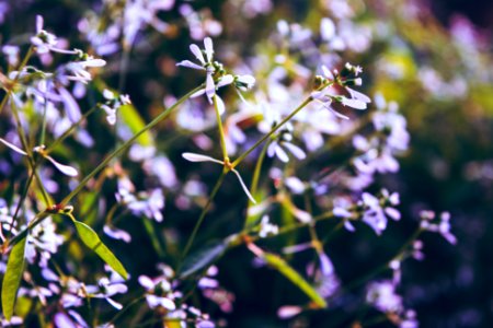 close-up photo of purple petaled flowers photo