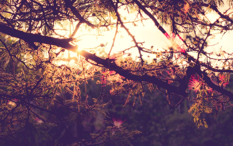 Tree, Nature
