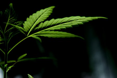 macro photography of green leaf