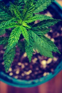 green cannabis plant