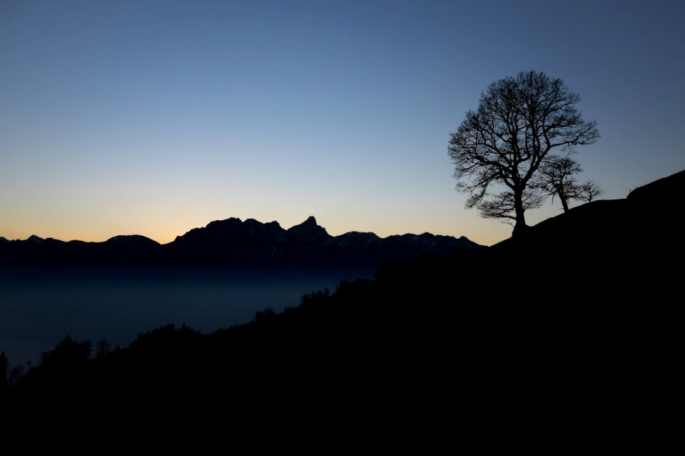 Night, Mountains, Tree