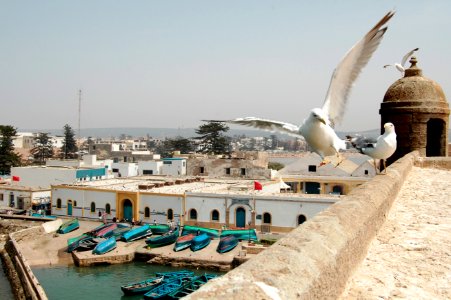 Morocco, Essaouira, Seagull