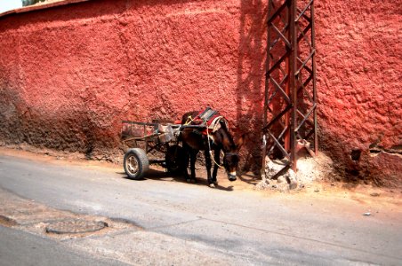 Morocco, Marrakech, Red photo
