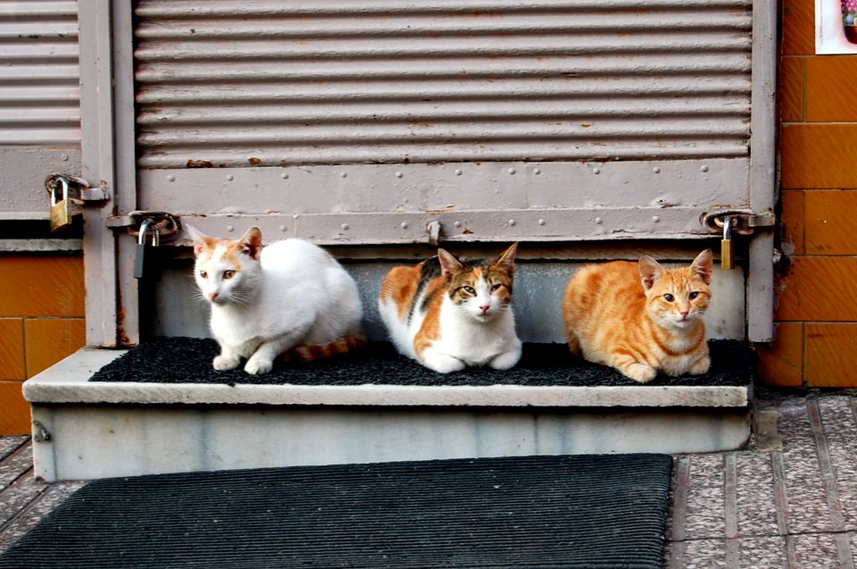 Istanbul, Turkey, Cat