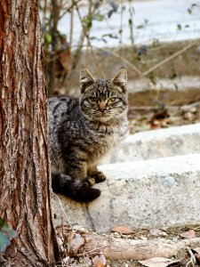 Tehran, Iran, Nature