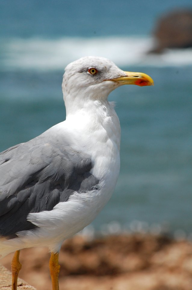 Morocco, Essaouira, Seagull