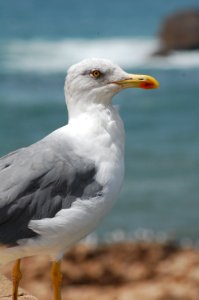 Morocco, Essaouira, Seagull photo