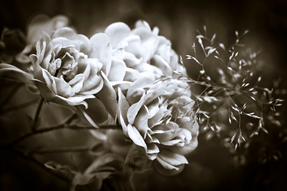Bloom way of the roses nature