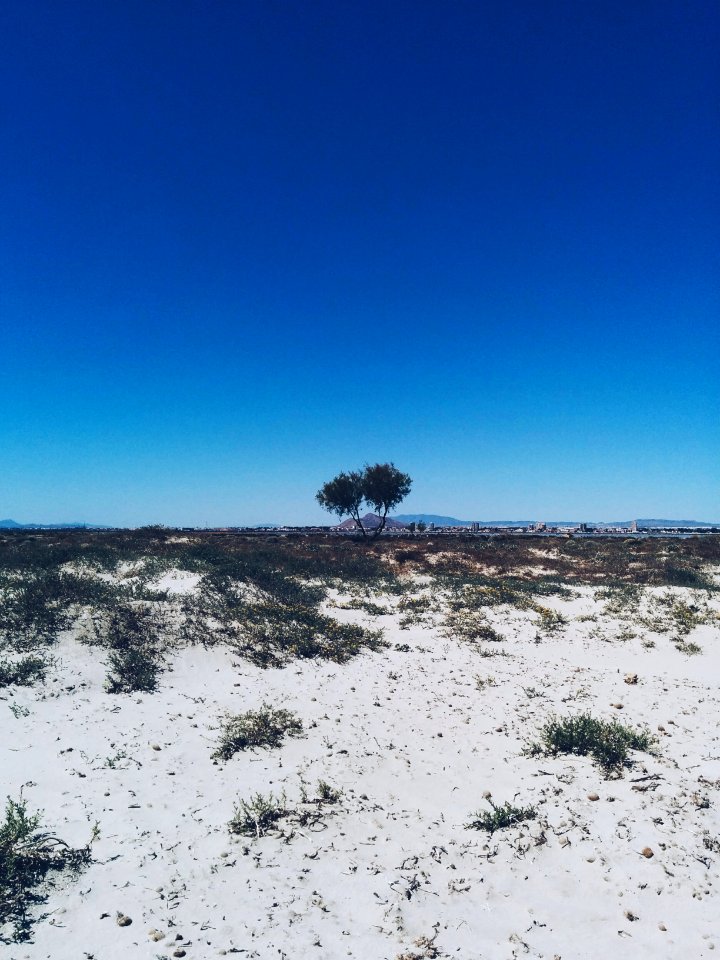 Playa de la barraca quemada, Spain, Tree photo