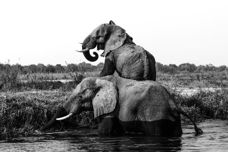 grayscale photo of two elephants on body of water photo