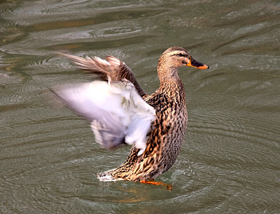 Plumage waterfowl nature