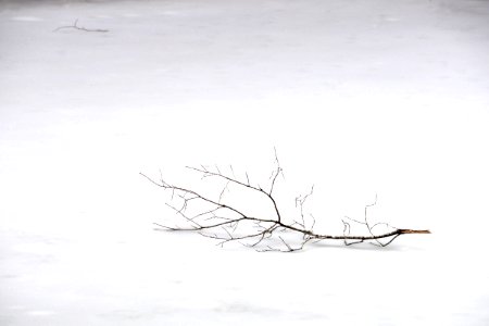 withered tree branch on snow