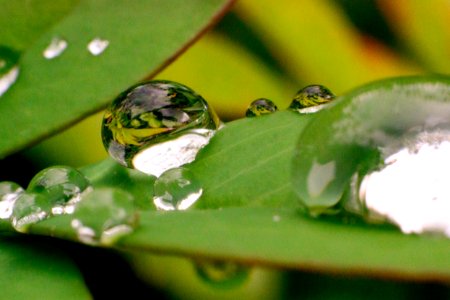 Plant, Macro, Rain drops