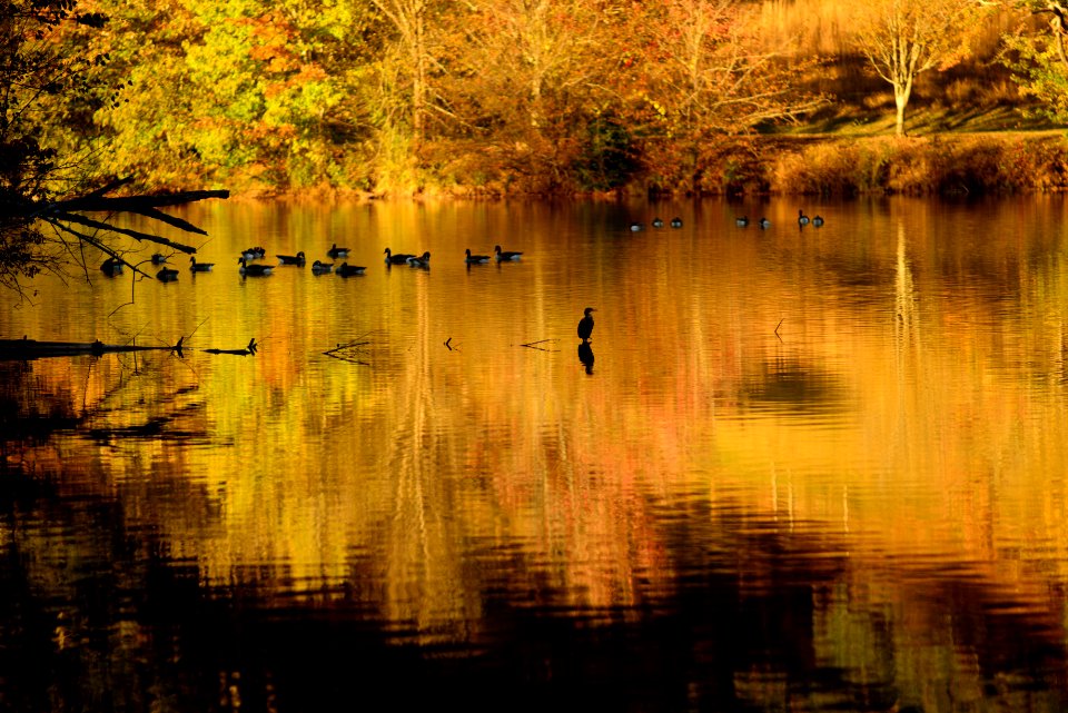 Autumn, Reflection, Ducks