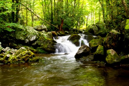 Great smoky mountains, United states, Trees photo