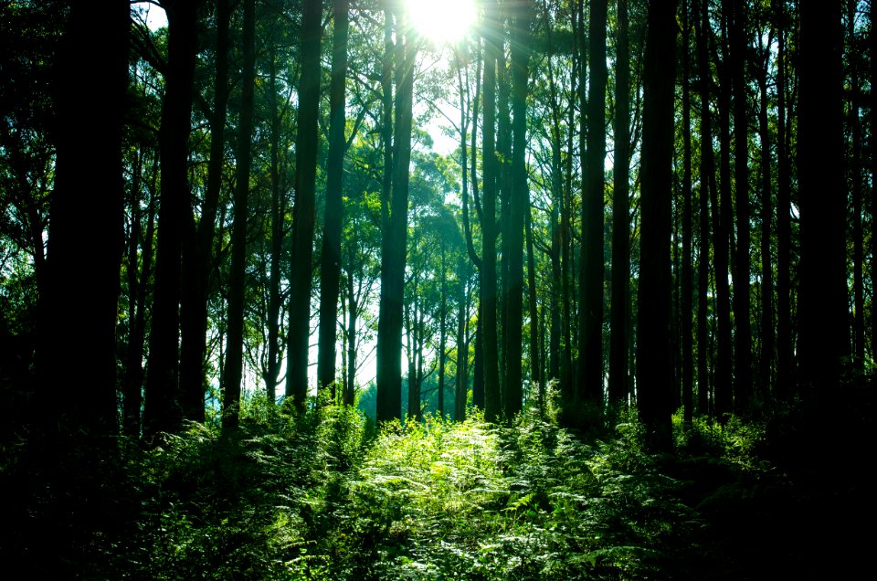 Australia, Healesville, Sun
