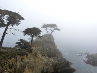 7 miles drive, Tree, Fog